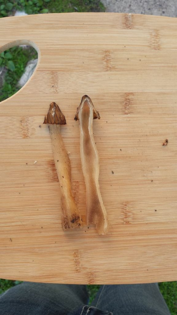 The HalfFree Morel Morchella Punctipes Live Great Food