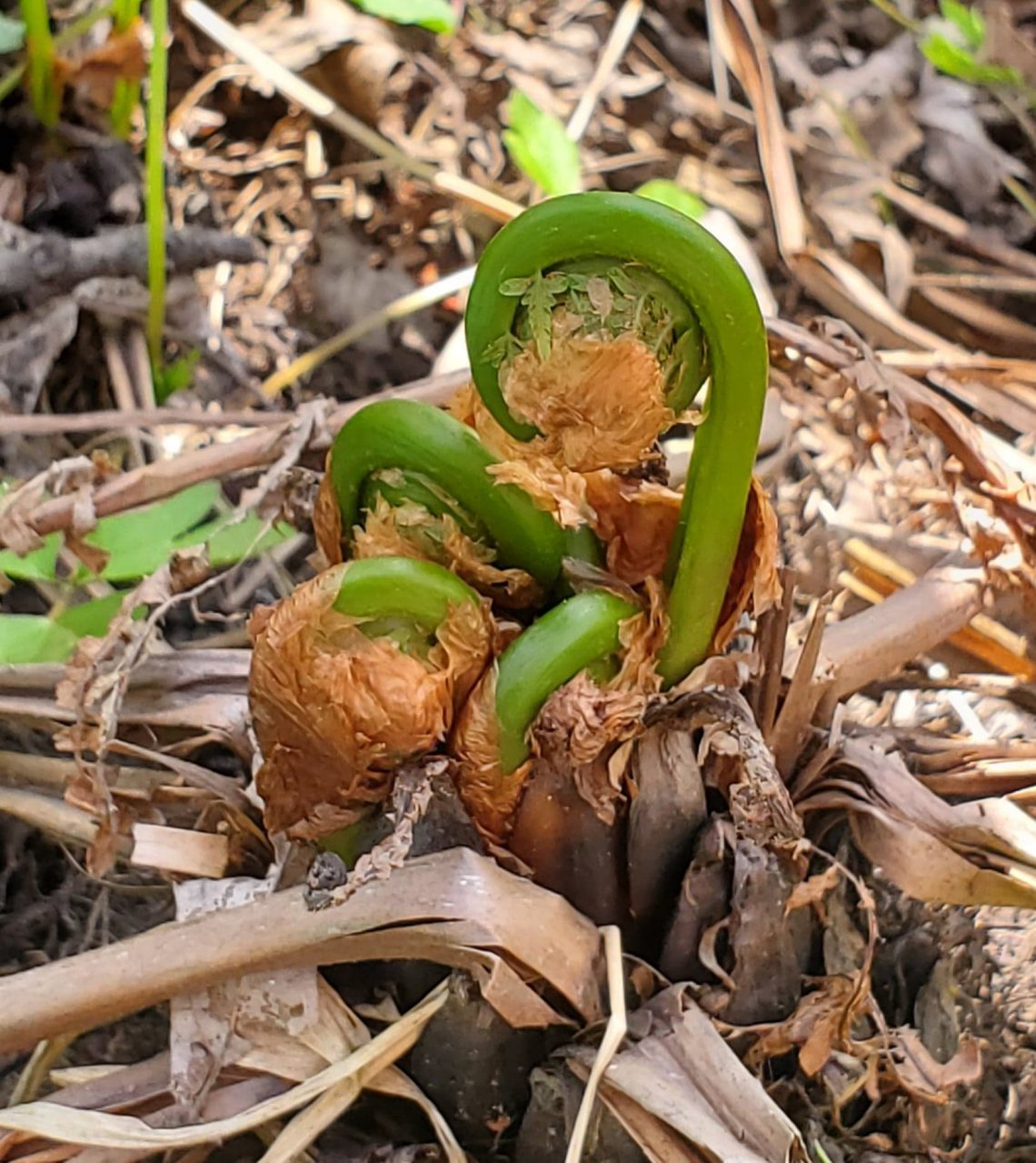 Ostrich Ferns Fiddleheads Live Great Food